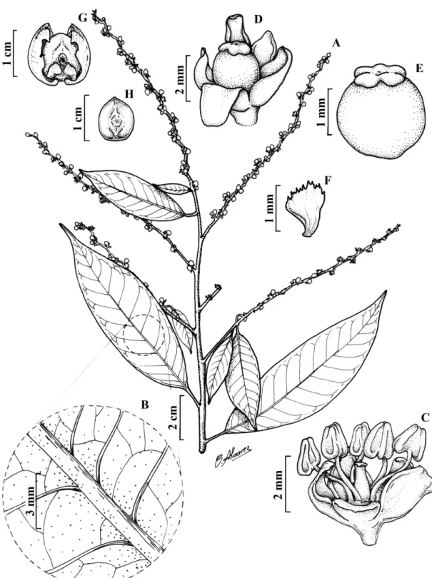 Figura 5 -  Amanoa oblongifolia Müll.Arg. A. Ramo. B. Detalhe de uma folha evidenciando as pontuações