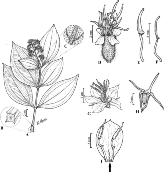 Figura 5 -  Miconia alata (Aubl.) DC. A. Hábito; B. Detalhe do ramo; C. Detalhe do indumento; D
