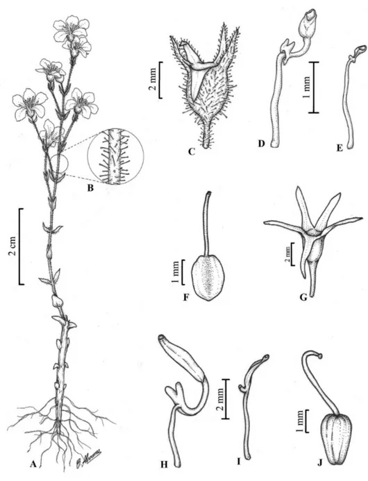 Figura 2 -  Acisanthera crassipes (Naudin) Wurdack. A. Hábito; B. Detalhe do indumento; C