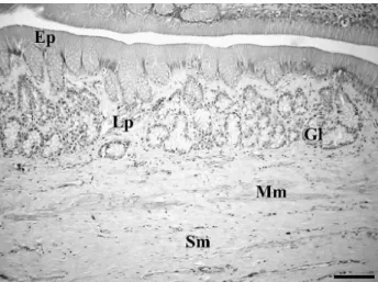 Figura 2-  Corte longitudinal do estômago de P. geoffroanus. Região anterior  - Epitélio gástrico (indicado por Ep), lâmina própria (indicado por Lp) com  glândulas gástricas (indicado por Gl) e submucosa (indicado por Sm)  evidenciada pela presença da cam