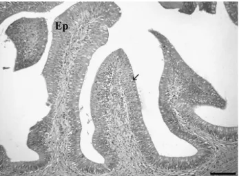 Figura 4-  Corte transversal do estômago de P. geoffroanus. Região posterior –  Asterisco (*) indicando a presença de fossetas gástricas profundas formadas  pelo epitélio, as quais desembocam em glândulas gástricas (indicado por  Gl)
