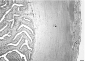 Figura 7-  Corte transversal do intestino de P. geoffroanus. Porção anterior -  Camada muscular composta por uma subcamada de fibras musculares lisas  interna circular (indicado por ic) e a externa longitudinal (indicado por por el)