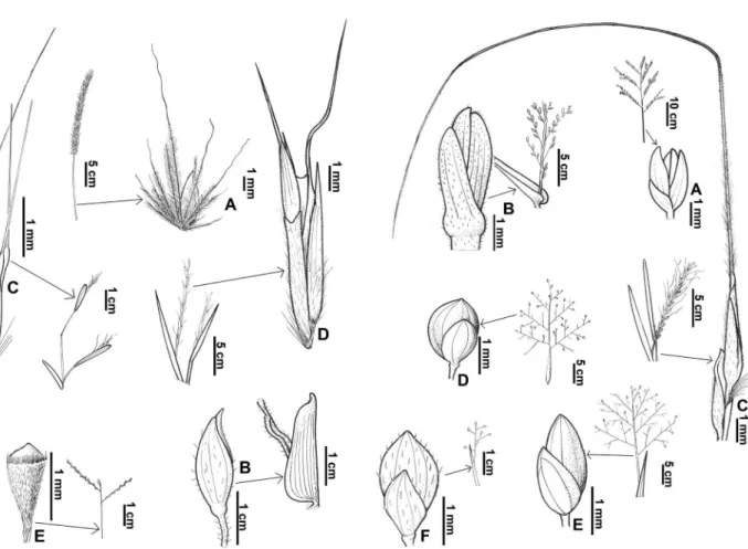 Figura 6.  A: Pennisetum polystachion (L.) Schult., espigueta e inflorescência;  B: Raddiella esenbeckii (Steud.) Calderón &amp; Soderstr., espigueta pistilada e  folha; C: Schizachyrium brevifolium (Sw.) Nees ex Büse., diásporo da porção  mediana do ramo 