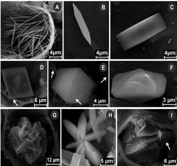 Figura 1. Eletromicrografias de varredura dos morfotipos de cristais observados nas secções transversais dos órgãos vegetativos aéreos de Piper (Piperaceae)