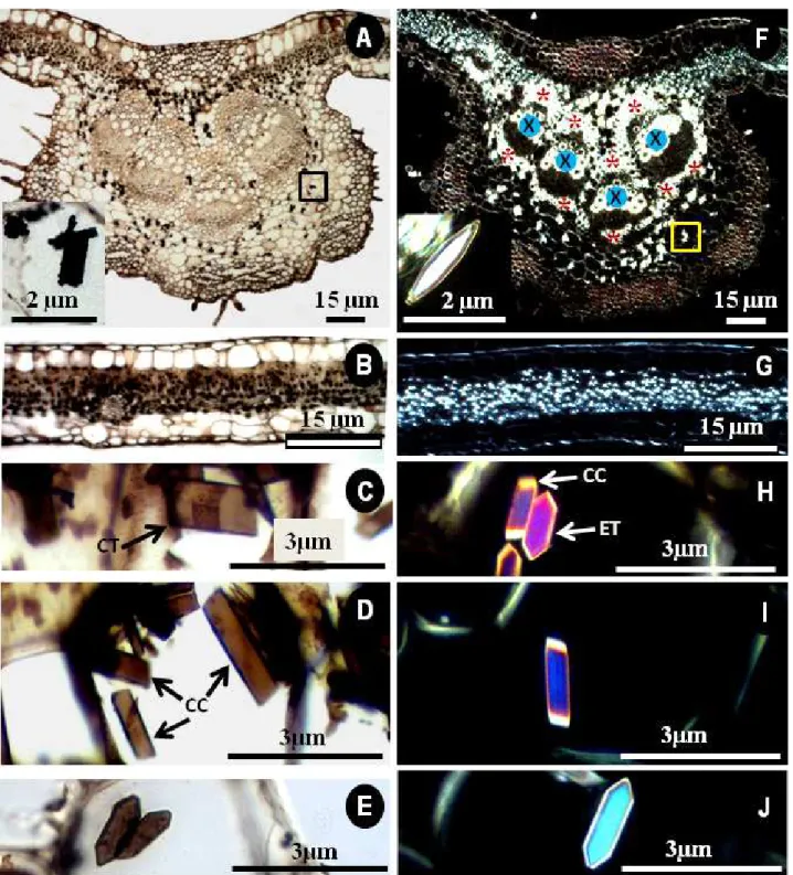 Figura 3. Fotomicrografias de secções transversais dos órgãos vegetativos aéreos de Piper (Piperaceae), evidenciando cristais com reação de Yasue positiva 