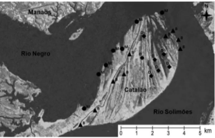 Figura 1. Imagem Landsat (2007) com a localização das transecções nos  bancos de herbáceas aquáticas amostrados nos ambientes de água branca (B),  água decantada (D) e água mista (M) na região do Lago Catalão, Manaus, AM