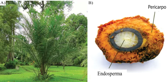 Figura  3  –  Árvore  de  E.  guineensis  (A)  e  corte  transversal  da  semente  apresentando  o  pericarpo e endosperma (B)