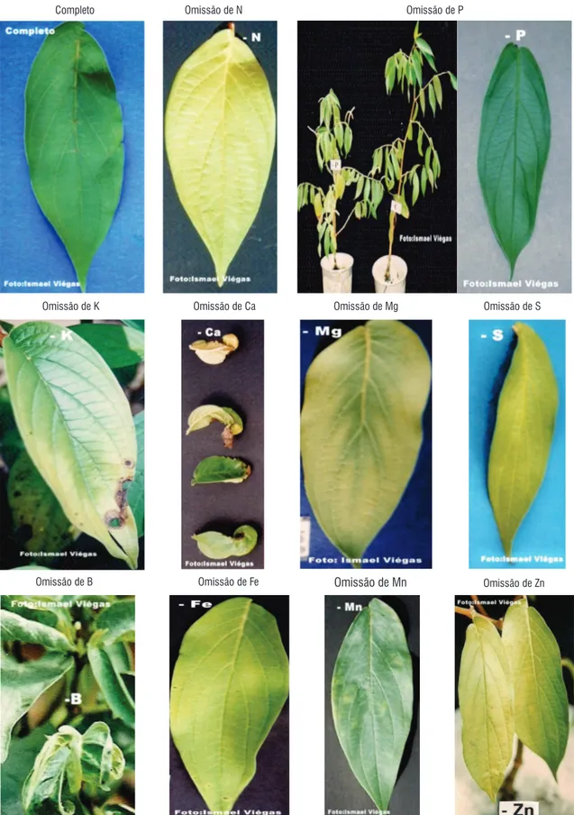 Figura 1 - Sintomas de deficiência nutricional em plantas de pimenta-longa (Piper hispidinervum C