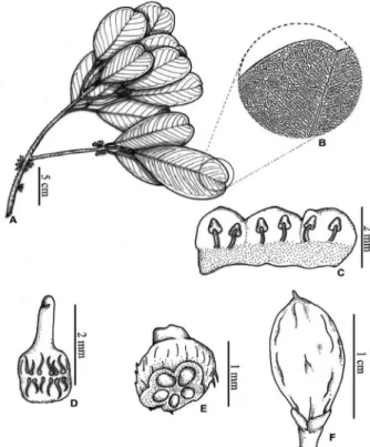 Figura 3 -  Pradosia schomburgkiana  subsp. schomburgkiana: A. ramo; B. 