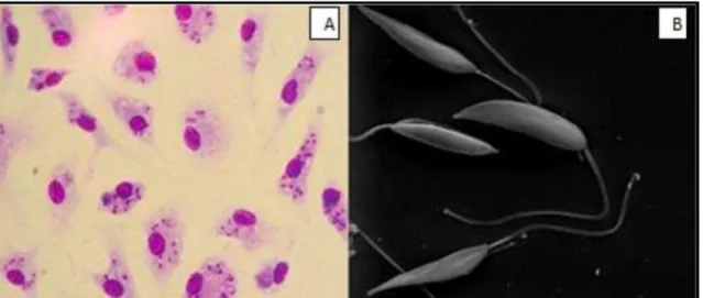 Figura  4.  Forma  evolutiva  intracelular:  amastigotas  (A)  e  formas  promastigotas (B) de Leishmania spp.Fonte: http://www.cdc.gov/dpdx/ 
