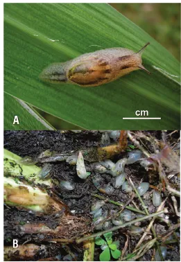 Figura 1 -  Espécimes de Omalonyx d'Orbigny, 1837 sobre folha de capim- capim-elefante Pennisetum purpureum Schumach (A) e em solo úmido, na base  da touceira (B).