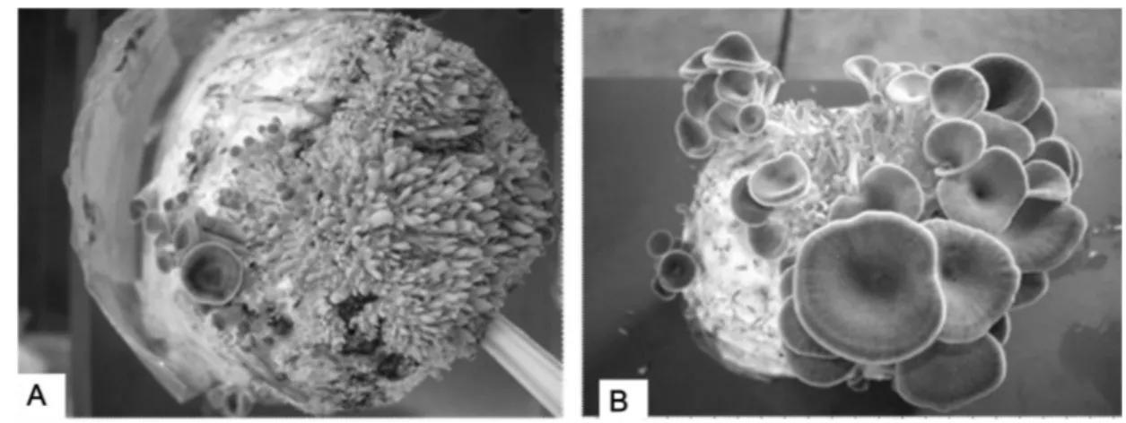 Figura 1 -  (A) Primórdios de Lentinus strigosus em substrato a base de serragem de Anacardium giganteum (cajuí) suplementado com farelo de arroz e de  trigo e CaCO 3  na proporção 80:10:8:2, respectivamente, após 23 dias de incubação; (B) Cogumelos em pon