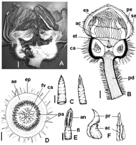 Figura 1 -  Morfologia da flor de Victoria amazonica. Fig. A – Flor secionada longitudinalmente com um besouro Cyclocephala