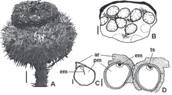 Figura 2 -  Morfologia do fruto e da semente de Victoria amazonica. Fig. A – Aspecto geral do fruto