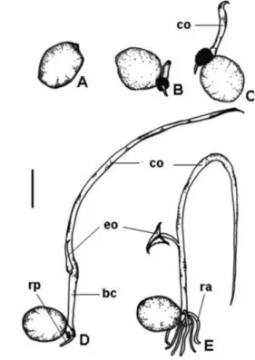 Figura 3 -  Morfologia da plântula de Victoria amazonica. Fig. A – Semente.  Figs. B a E – Diferentes fases de desenvolvimento da plântula