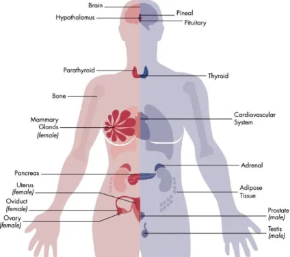 Figura 1. Modelo  do sistemas endócrino  visado por  DEs. Esta figura ilustra que todos os principais  órgãos  endócrinos  são  vulneráveis  à  perturbação  endócrina,  incluindo  o  eixo  HPA,  os  órgãos  reprodutivos,  o  pâncreas  e  a  glândula  tireo