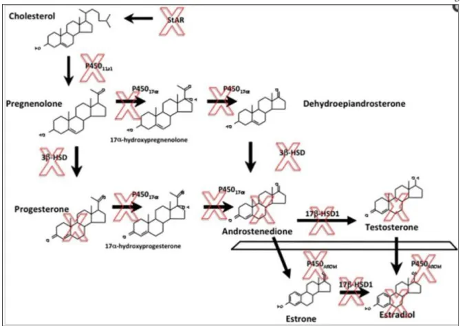 Figura  4.  Caminhos  esteroidogênicos  que  levam  à  biossíntese  de  estradiol.  Os  X”  vermelhos  indicam os hormônios ou enzimas caracterizados como alvos dos DEs