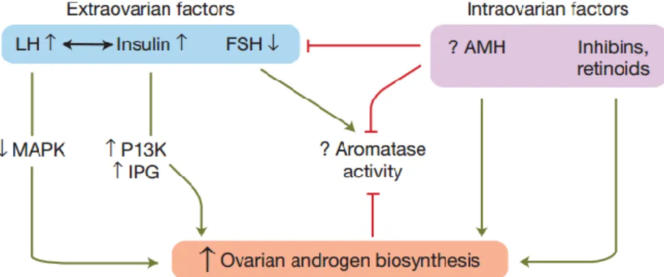 Figura 8. A regulação hormonal intracelular e defeitos de sinalização em SOPC e a  contribuição para aumentar da produção de androgênios
