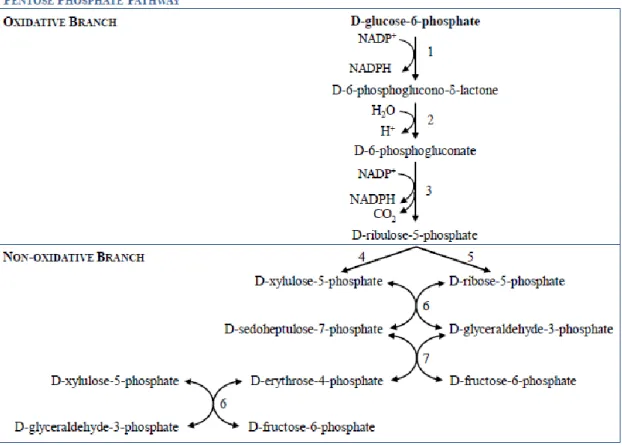 Fig.  1.  The  oxidative  and  non-oxidative  phases  of  the  pentose  phosphate  pathway