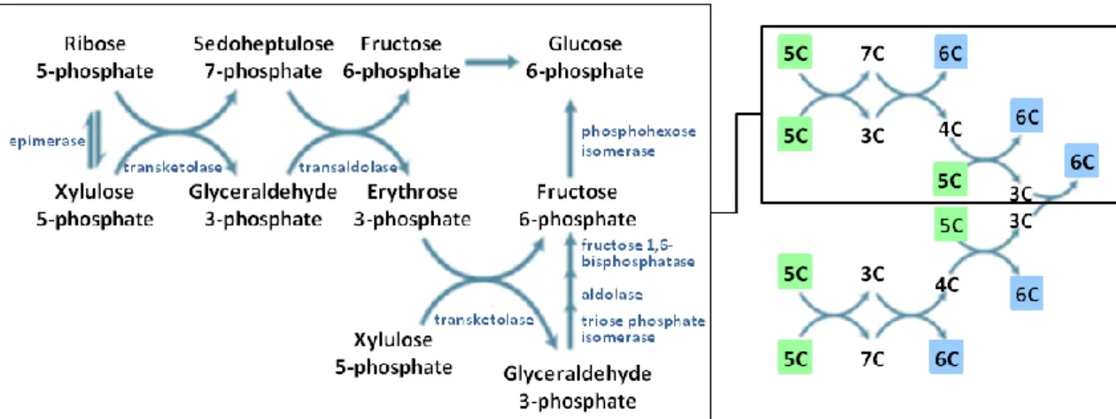 Fig.  3.  Reversible  (non-oxidative)  reactions  of  the  pentose  phosphate  pathway