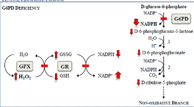 Fig.  4.  Schematic  presentation  of  the  oxidative  phase  of  the  pentose  phosphate  pathway  in  glucose-6-phosphate  dehydrogenase  (G6PD)  deficiency