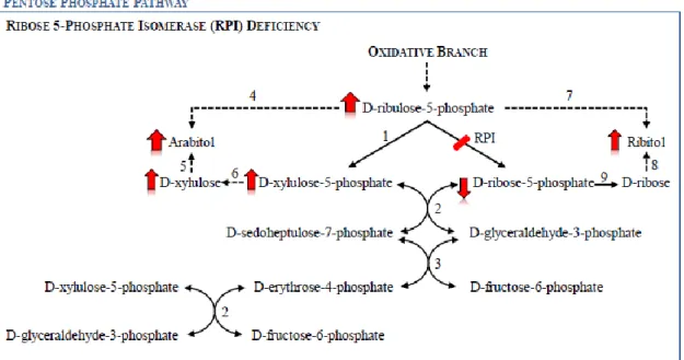 Fig.  5.  Schematic  presentation  of  the  pentose  phosphate  pathway  in  a  ribose-5-phosphate  isomerase  (RPI)  deficiency  situation