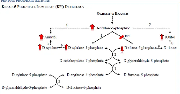 Fig.  5.  Schematic  presentation  of  the  pentose  phosphate  pathway  in  a  ribose-5-phosphate  isomerase  (RPI)  deficiency  situation