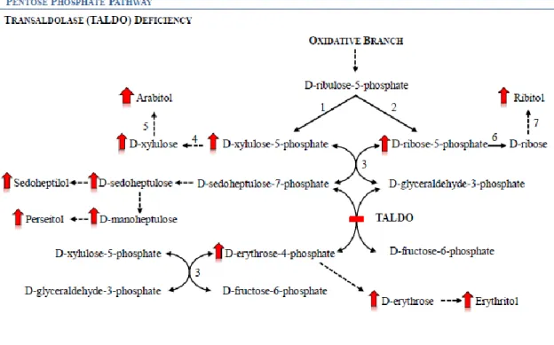 Fig.  6.  Schematic  presentation  of  the  pentose  phosphate  pathway  in  a  transaldolase  (TALDO)  deficiency  situation