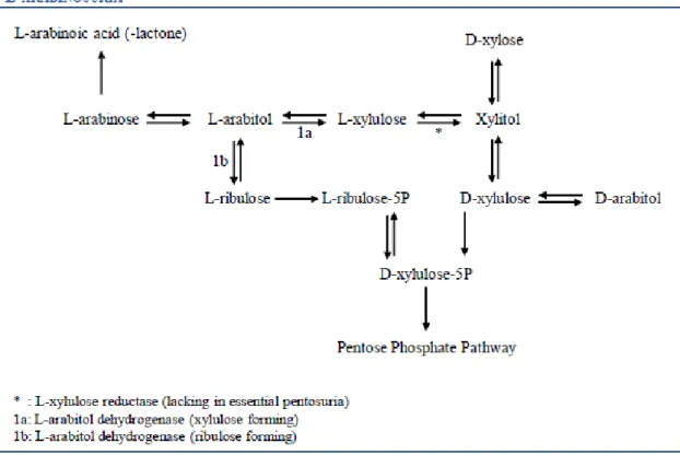 Fig.  8.  Human  pentose  inter-conversion  suggested  by  Onkenhout  et  al.,  explaining  the  formation of L-arabinoic acid (-lactone), D-arabitol and L-arabitol