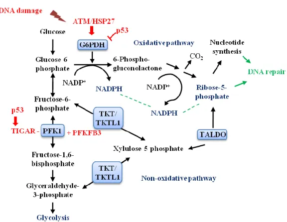 Fig.  9.  Key  components  and  intermediates  of  the  pentose  phosphate  pathway  (PPP)