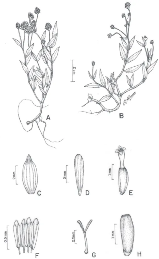 Figura 1 -  Acmella marajoensis G.A.R. Silva &amp; J.U. Santos. A e B – Hábitos; C – Bráctea involucral; D – Pálea; E – Flor; F – Anteras; G – Estilete e ramos  estigmáticos H – Cipsela.
