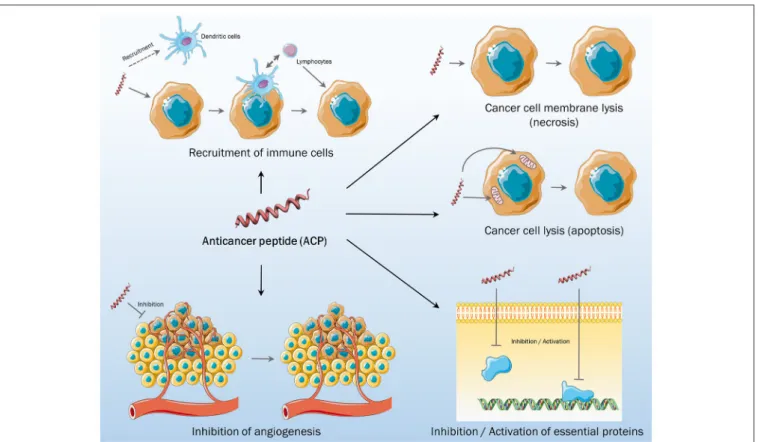 FIGURE 1 | Different mechanisms of action of anticancer peptides.