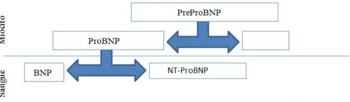 Figura 1- Produção e libertação de BNP