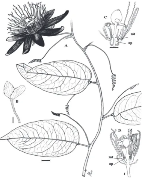 Figura 1 -  Passiflora fissurosa M.A.D. Souza. A. hábito; B. brácteas; C. perfil floral com estiletes e duas anteras removidas