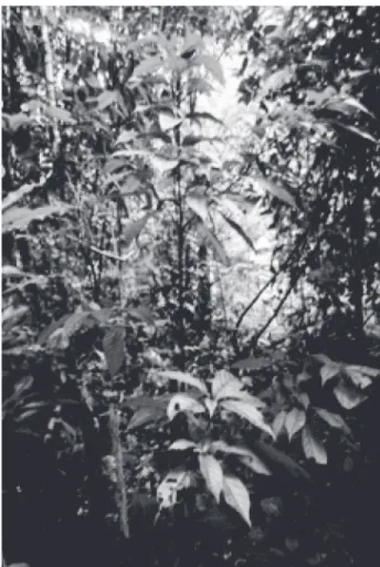 Figura 3: Tabebuia impetiginosa (Mart. Ex DC.) Standl. Figura 4: Cordia goeldiana Huber