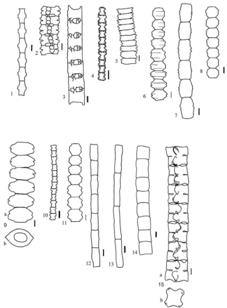 Figura 1-15 - 1- Bambusina brebissonii Kützing ex Kützing; 2- Desmidium aptogonium Brébisson var