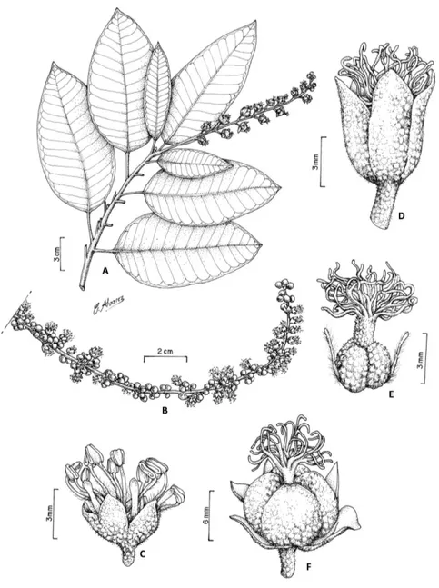 Figura 7- Croton matourensis Aubl. A) Ramo com inflorescência bissexuada; B) Detalhe da inflorescência com flores estaminadas em fascículos; C) Flor 