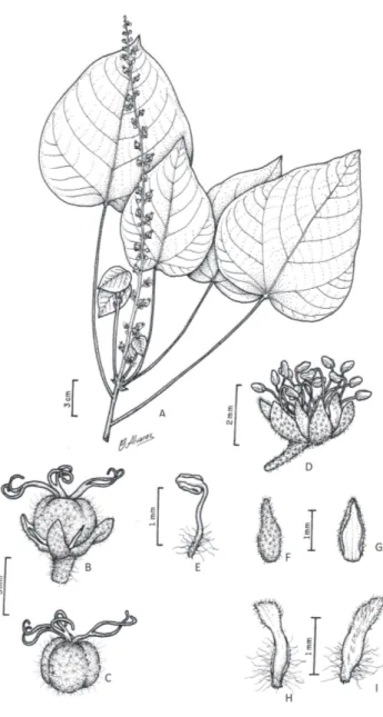 Figura 1-  Croton urucurana Baill. A) Ramo; B) Flor pistilada; C) Gineceu; 
