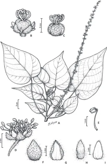 Figura 2- Croton draconoides Müll. Arg. A) Ramo; B) Flor pistilada; C) Gineceu; 