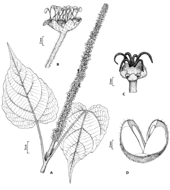 Figura 3- Croton trombetensis R. Secco, P.E. Berry &amp; N.A. Rosa. A) Ramo; B) Flor estaminada; C) Flor pistilada; D) Detalhe de um mericarpo após deiscência 