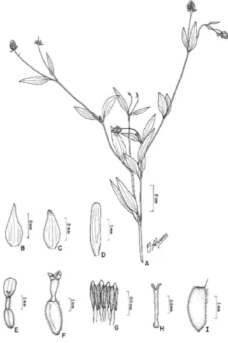 Figura 1 -  Acmella uliginosa (Sw.) Cass. A – Hábito; B e C - Brácteas 