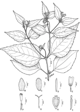 Figura 7 -  Wedelia calycina Rich. in Pers. A – Hábito; B e C – Brácteas 