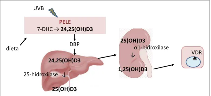 Fig. 3. Síntese e metabolismo da vitamina D (7-DHC= 7-dehidrocolesterol, DBP= proteína de ligação  à vitamina D, VDR= receptor de vitamina D)