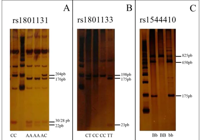 Fig. 4. Gel de poliacrilamida corado com nitrato de prata 0,5% mostrando amostras genotipadas para  rs1544410 (A), rs1801131 (B) e rs1801133 (C) 