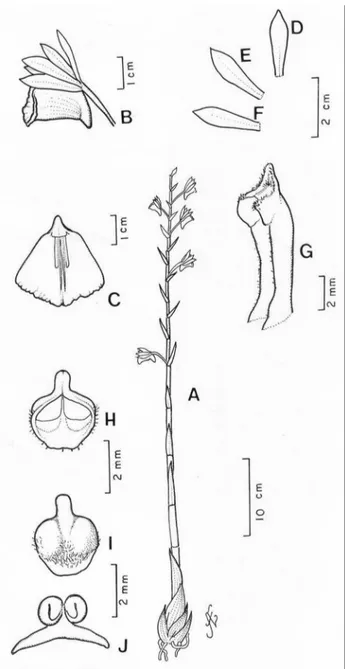 Figura 8 - Galeandra beyrichii. a hábito. B flor inteira. c labelo (lâmina aberta).  D sépala dorsal