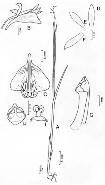 Figura 6 - Galeandra styllomisantha. a hábito. B flor inteira. c labelo (lâmina 