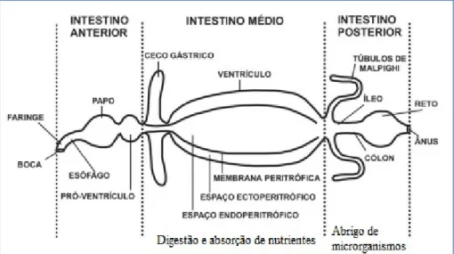 Figura 1. Esquema generalizado do tubo digestivo de insetos (Terra &amp; Ferreira, 1994).