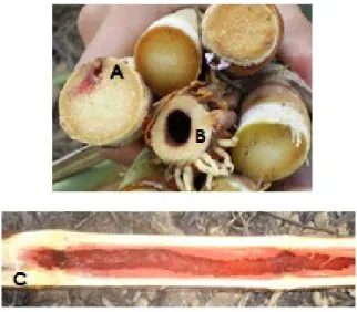 Figura 4:  Degradação da biomassa da cana-de-açúcar por lagartas. A)  D. saccharalis B)T