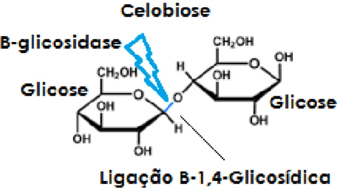 Figura 6.  Representação esquemática da hidrólise da ligação β-1,4 da celobiose.