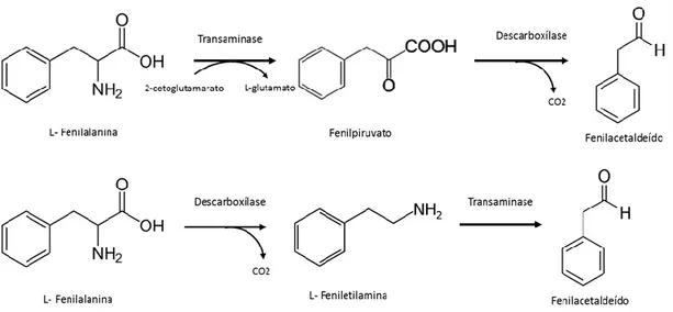 Figura 7:Produção de fenilacetaldeído a partir da L-fenilalanina pela síntese de Ehrlich (Kamigana et al